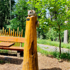 Siebenschläfer 1 Siebenschläfer 1