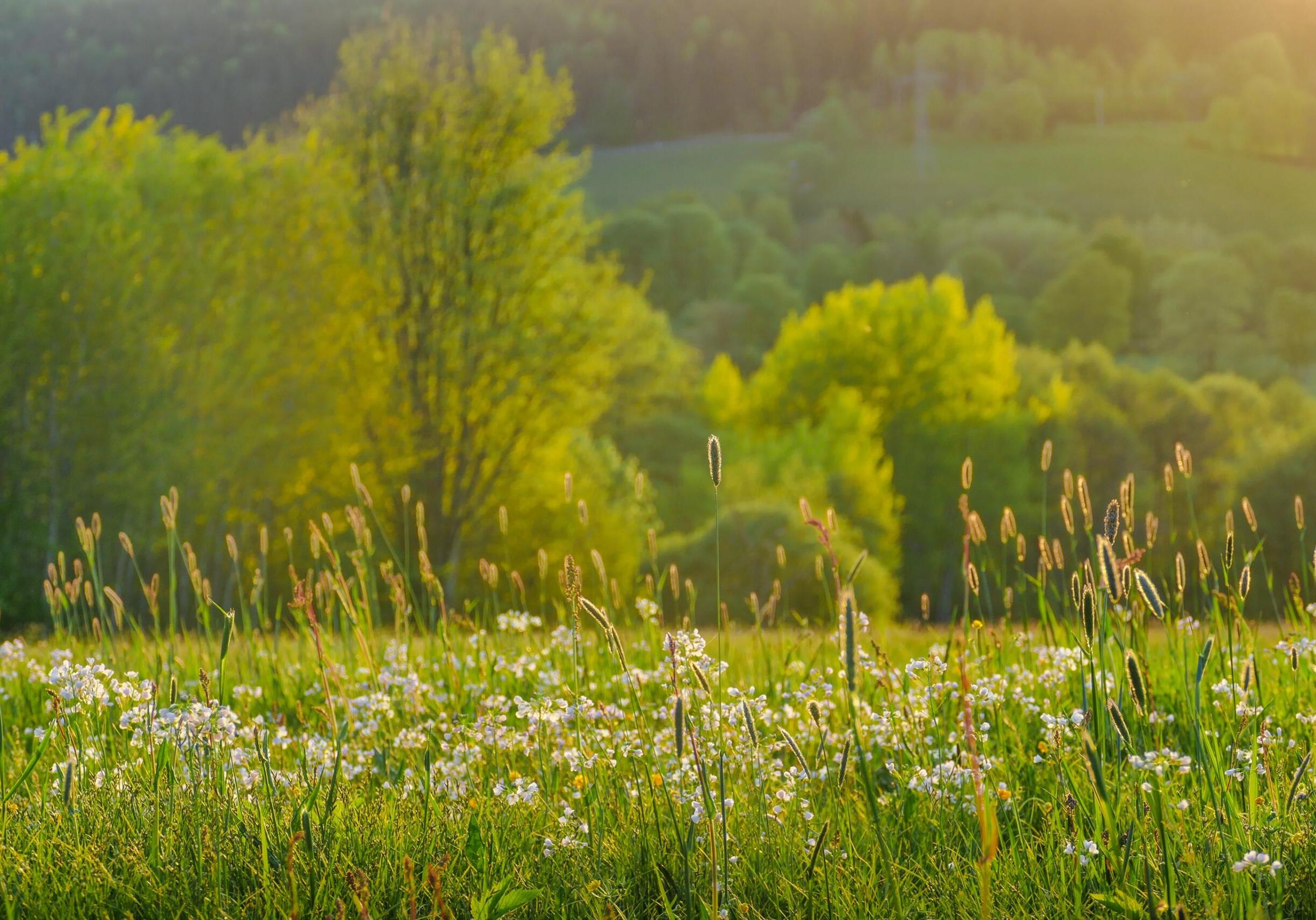 Bergwiese Osterzgebirge, Foto: Lucas Häuser